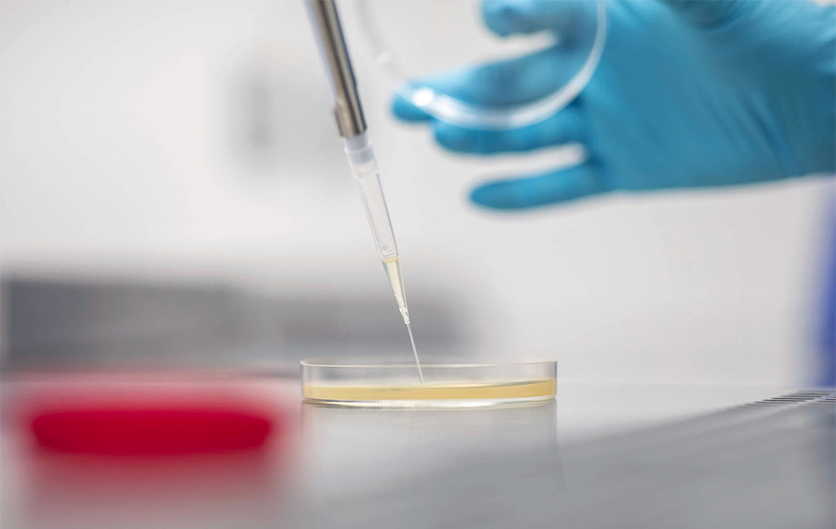 Mano con guanto blu che utilizza una pipetta per trasferire liquido in una capsula, in un ambiente sterile da laboratorio.
